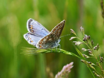 Insect Photography